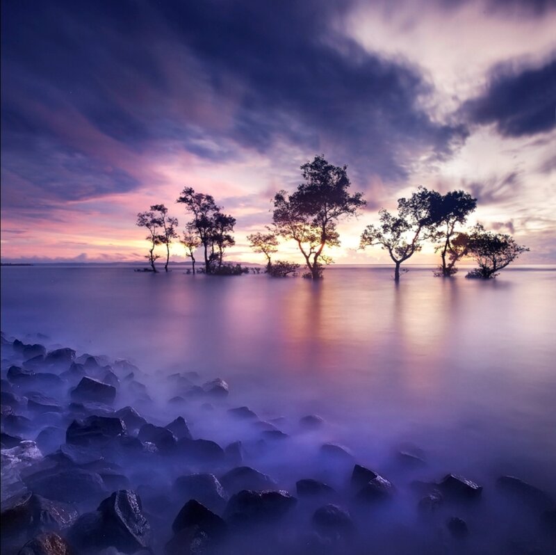 Trees in Shallow Water — Purple