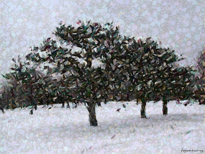 Trees in Snow