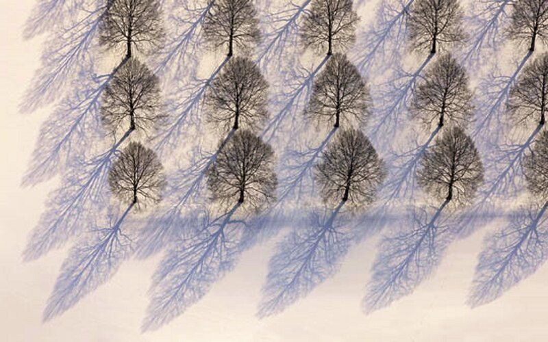 Trees in Snow — White