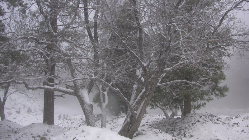 Trees in Snowstorm