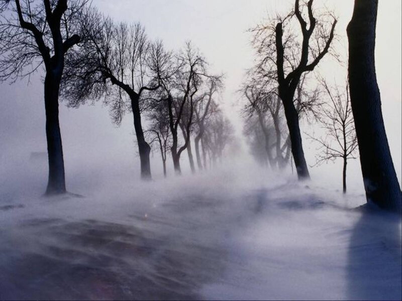 Trees in Snowstorm — White