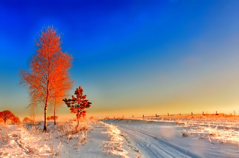 Trees in Snowy Field — Blue