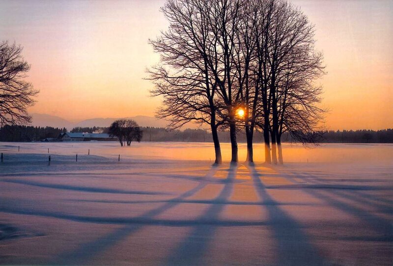 Trees in Snowy Field — Orange, Serene, Sunset, Photograph