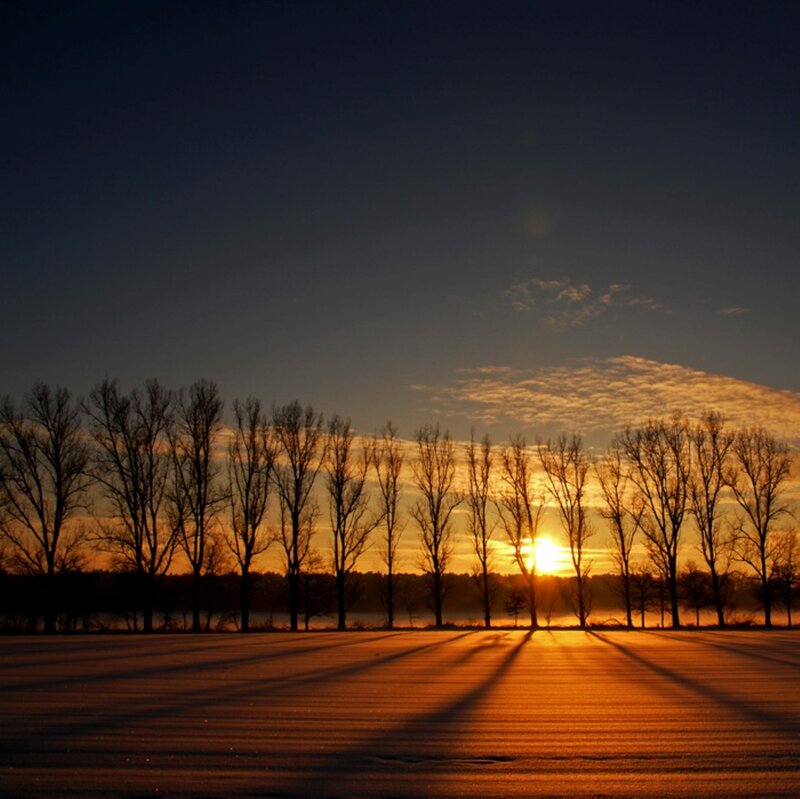 Trees in Snowy Field — Orange, Serene