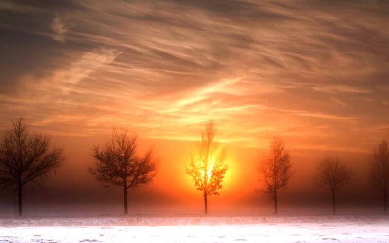 Trees in Snowy Field — Orange