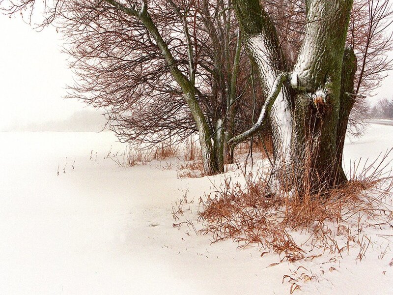 Trees in Snowy Field