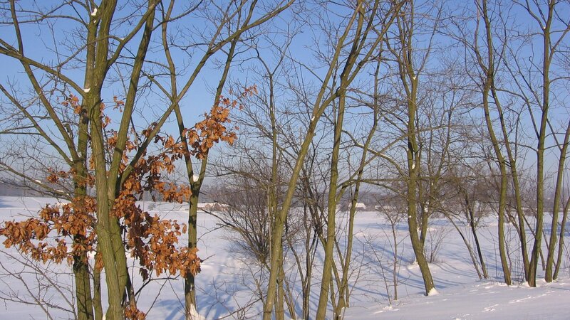 Trees in Snowy Field — White, Calm