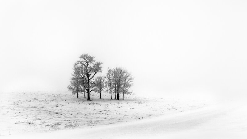 Trees in Snowy Field — White