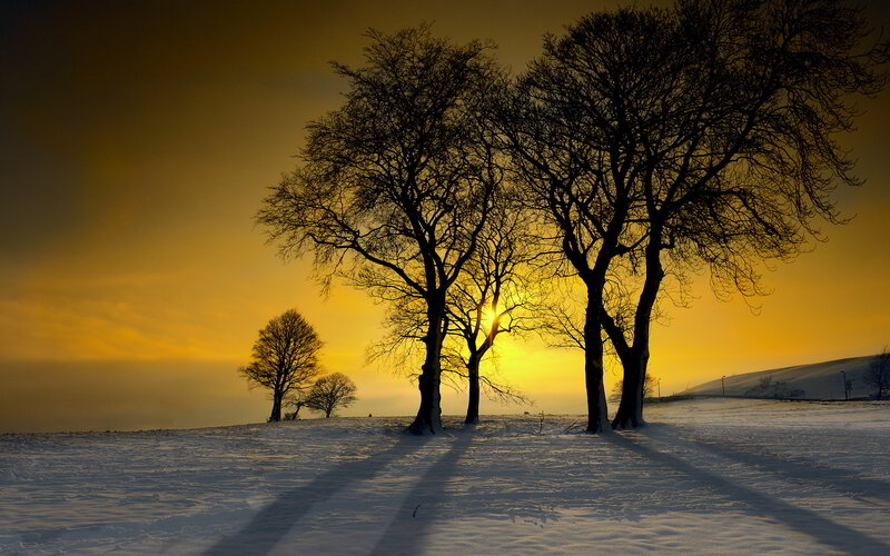 Trees in Snowy Field — Yellow