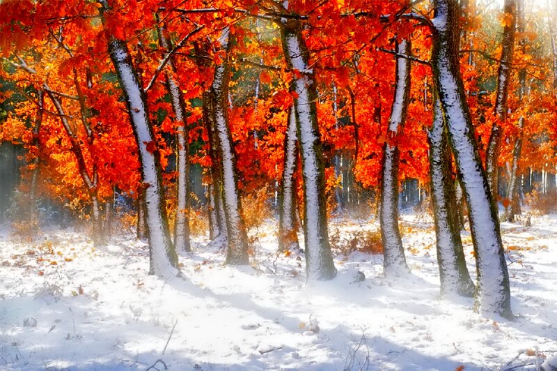 Trees in Snowy Forest