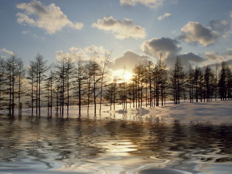 Trees in Snowy Landscape