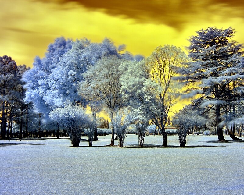 Trees in Snowy Landscape — Yellow