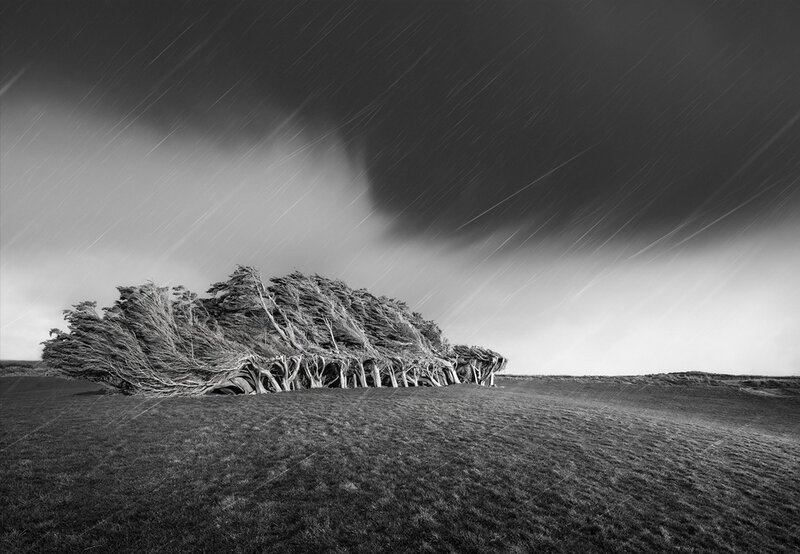 Trees in Storm — Black
