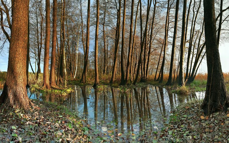 Trees in Swamp — Brown, Serene, Autumn, Photograph, Water