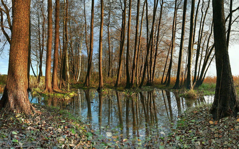 Trees in Swamp — Brown, Serene, Autumn