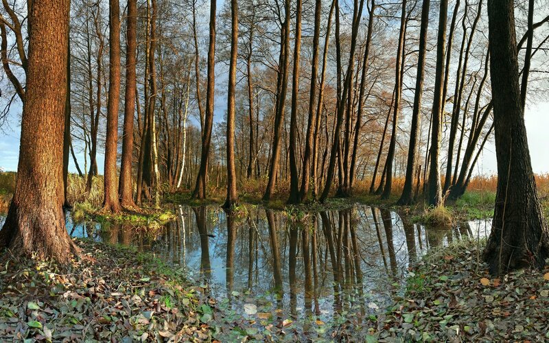 Trees in Swamp — Brown, Serene