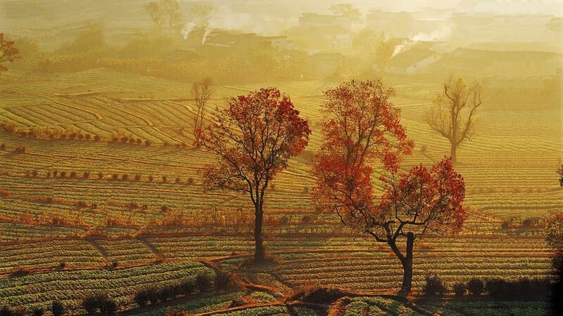 Trees in Terraced Fields