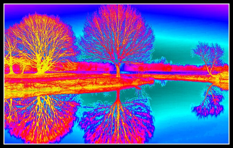 Trees in Thermal View