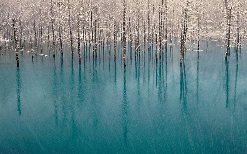 Trees in Turquoise Water — Blue