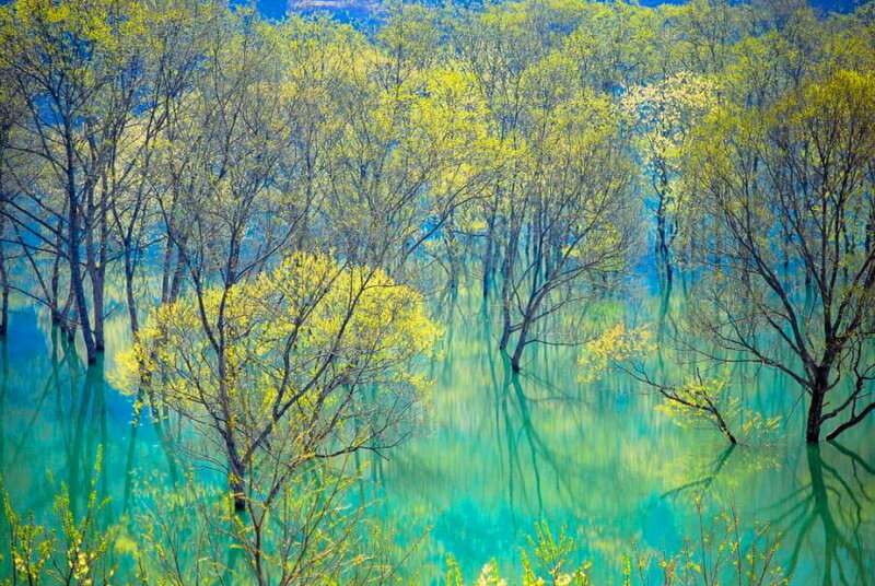 Trees in Turquoise Water