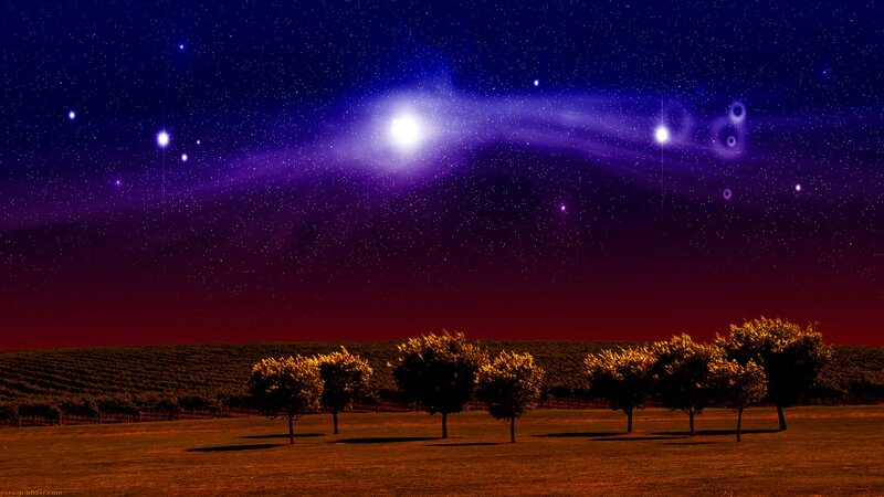 Trees in Vineyard at Night