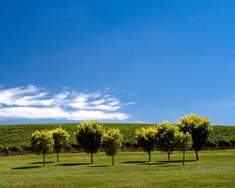 Trees in Vineyard — Blue