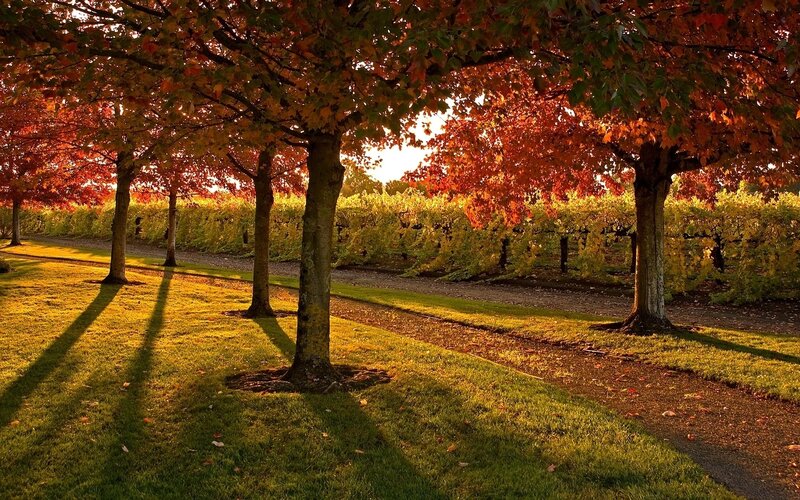 Trees in Vineyard — Red, Serene, Autumn, Photograph