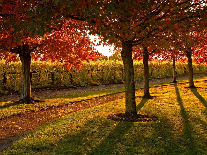Trees in Vineyard — Red