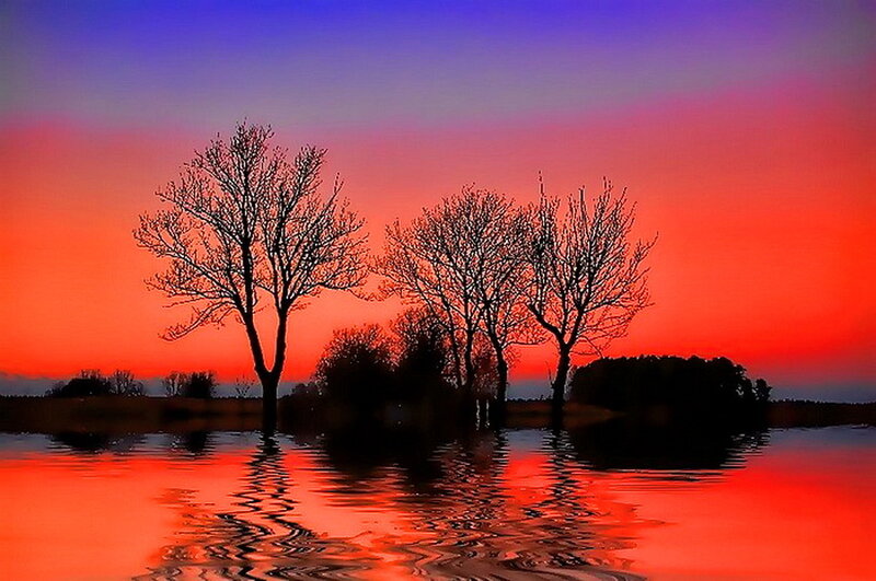 Trees in Water at Sunset — Red