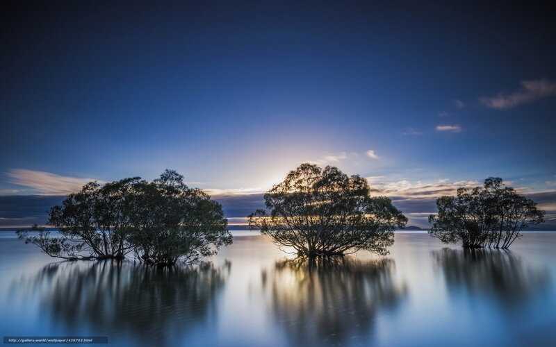Trees in water at sunset
