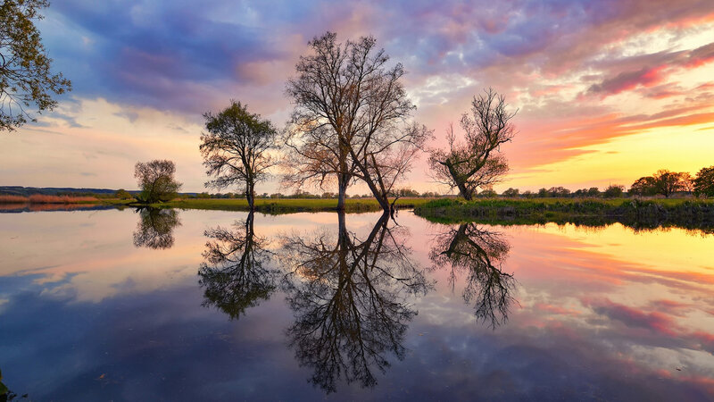 Trees in Water Reflection — Blue, Serene