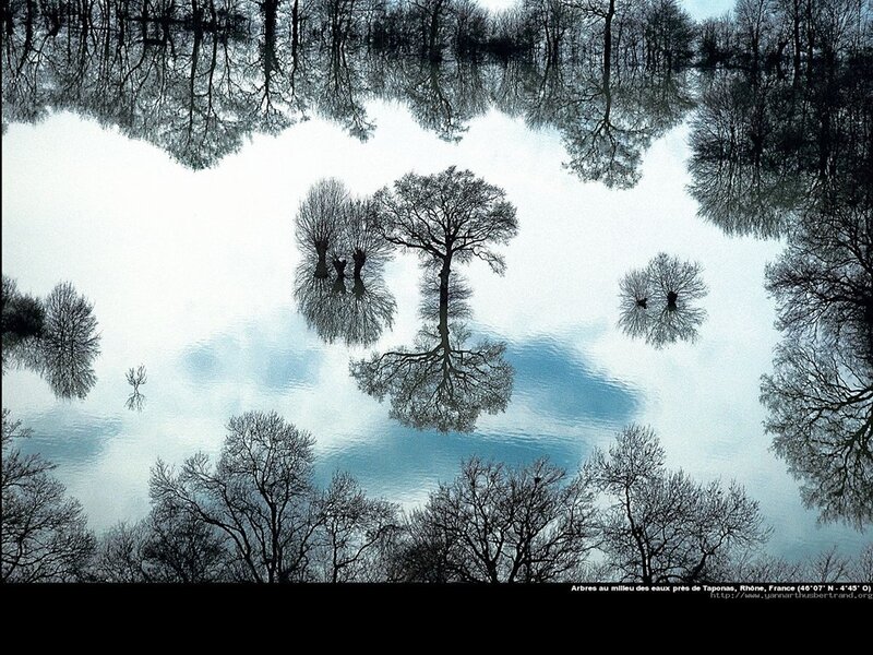Trees in Water Reflection — Blue