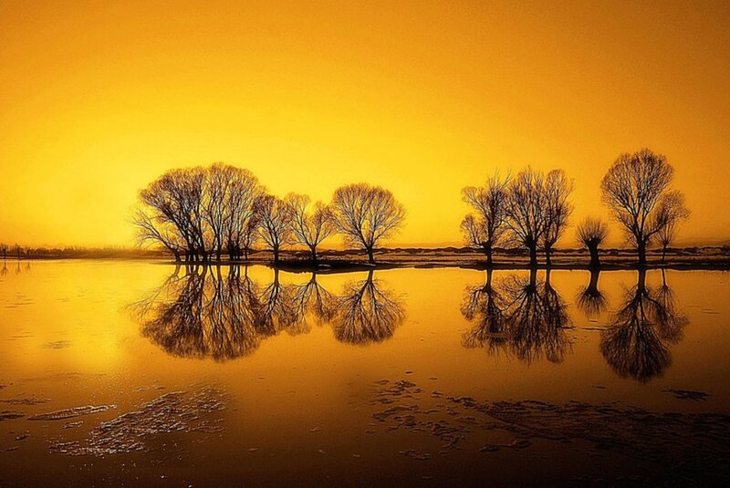 Trees in Water Reflection