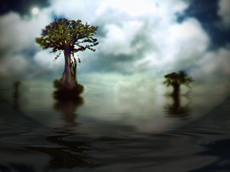 Trees in Water
