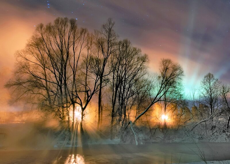 Trees in Winter Fog