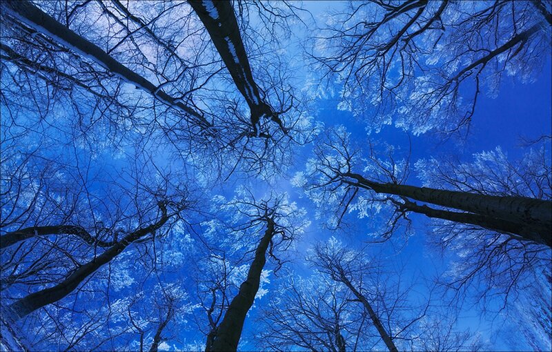 Trees in Winter Forest