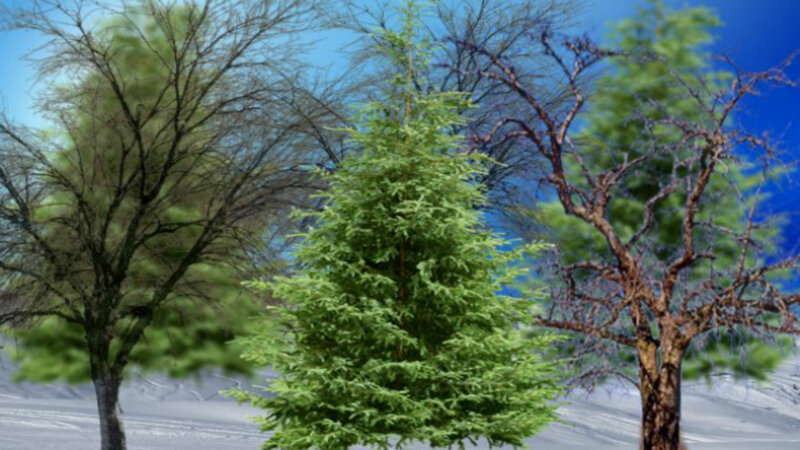 Trees in Winter Landscape — Green