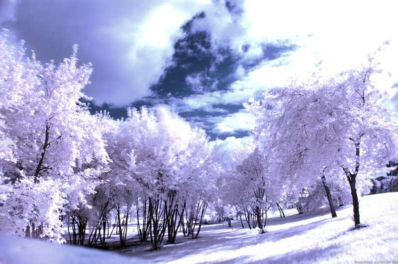 Trees in Winter Landscape — White