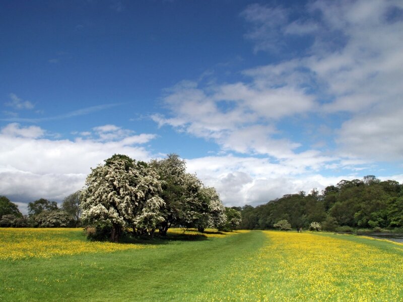 Trees in Yellow Field — Green, Serene
