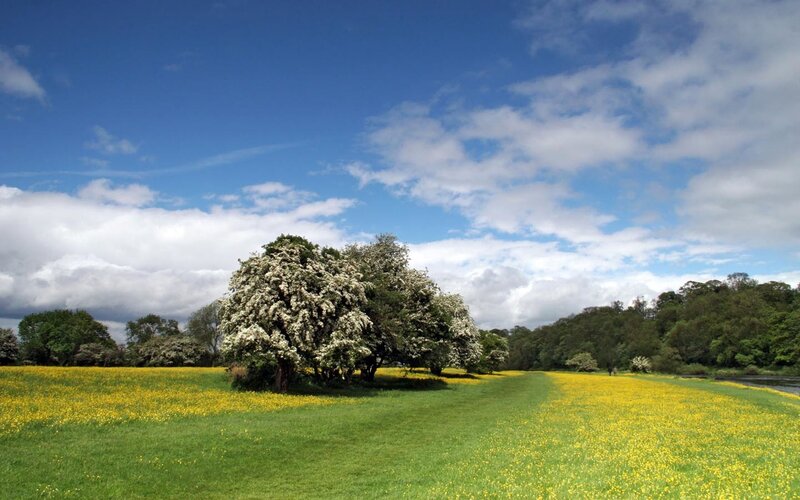 Trees in Yellow Field — Green