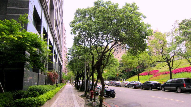 Trees Lining a City Street