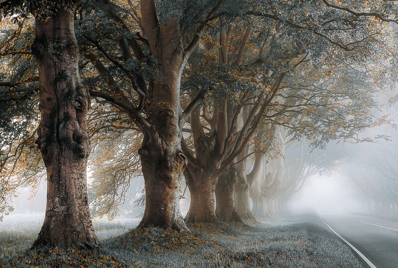 Trees Lining a Road — Green, Misty