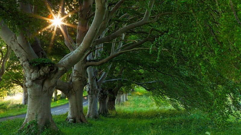 Trees Lining a Road — Green