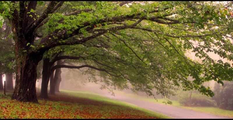 Trees Lining a Road