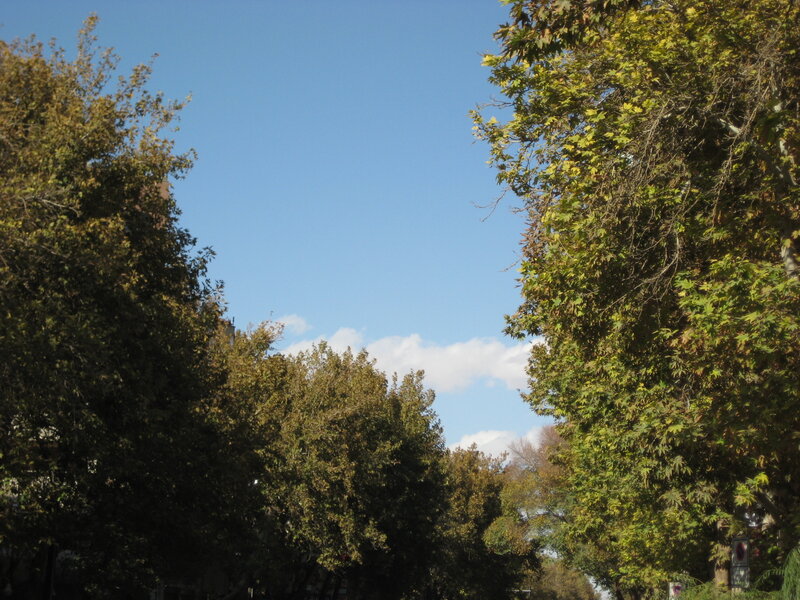 Trees Lining a Street