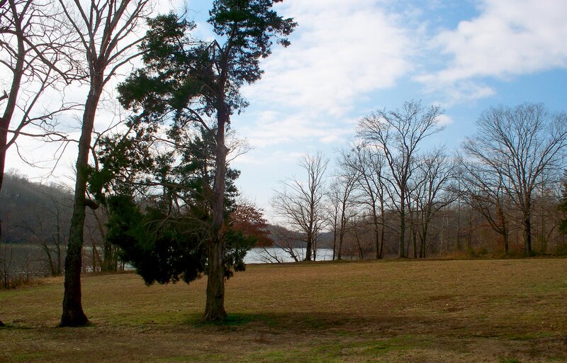 Trees Near a Lake
