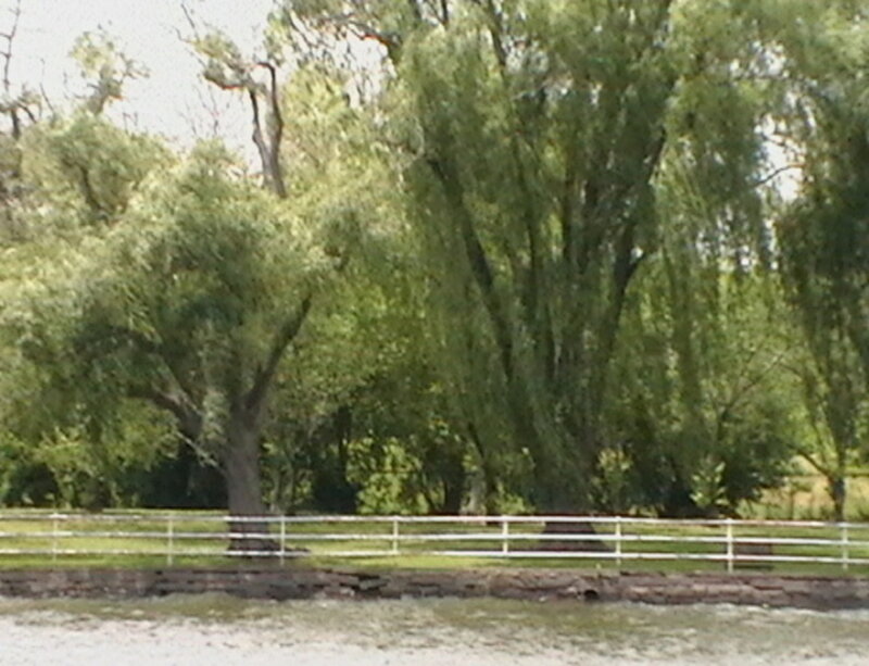 trees near a riverbank