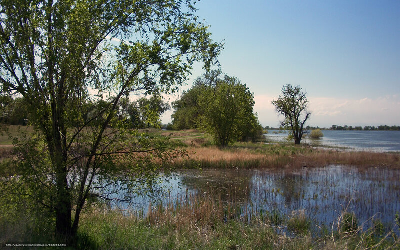 Trees Near Lake — Green, Serene