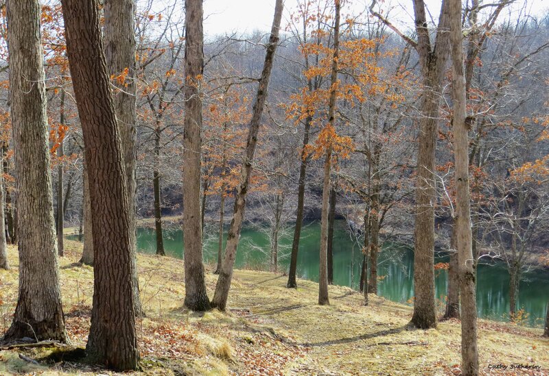 Trees Near Lake — Green