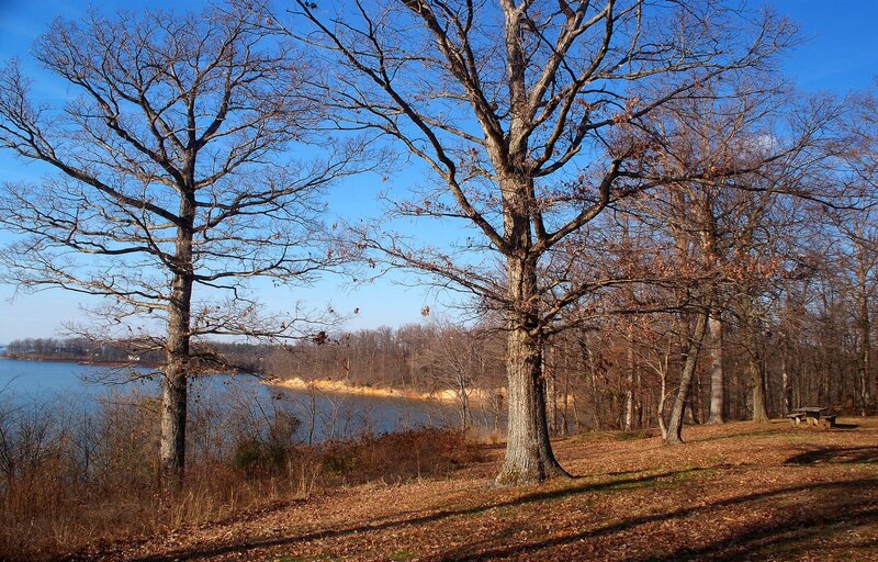Trees Near Lake Shore